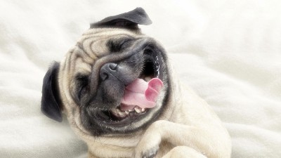 hd-pics-photos-cute-funny-smiling-pug-dog-face-expression-nice-hd-quality-desktop-background-wallpaper.jpg