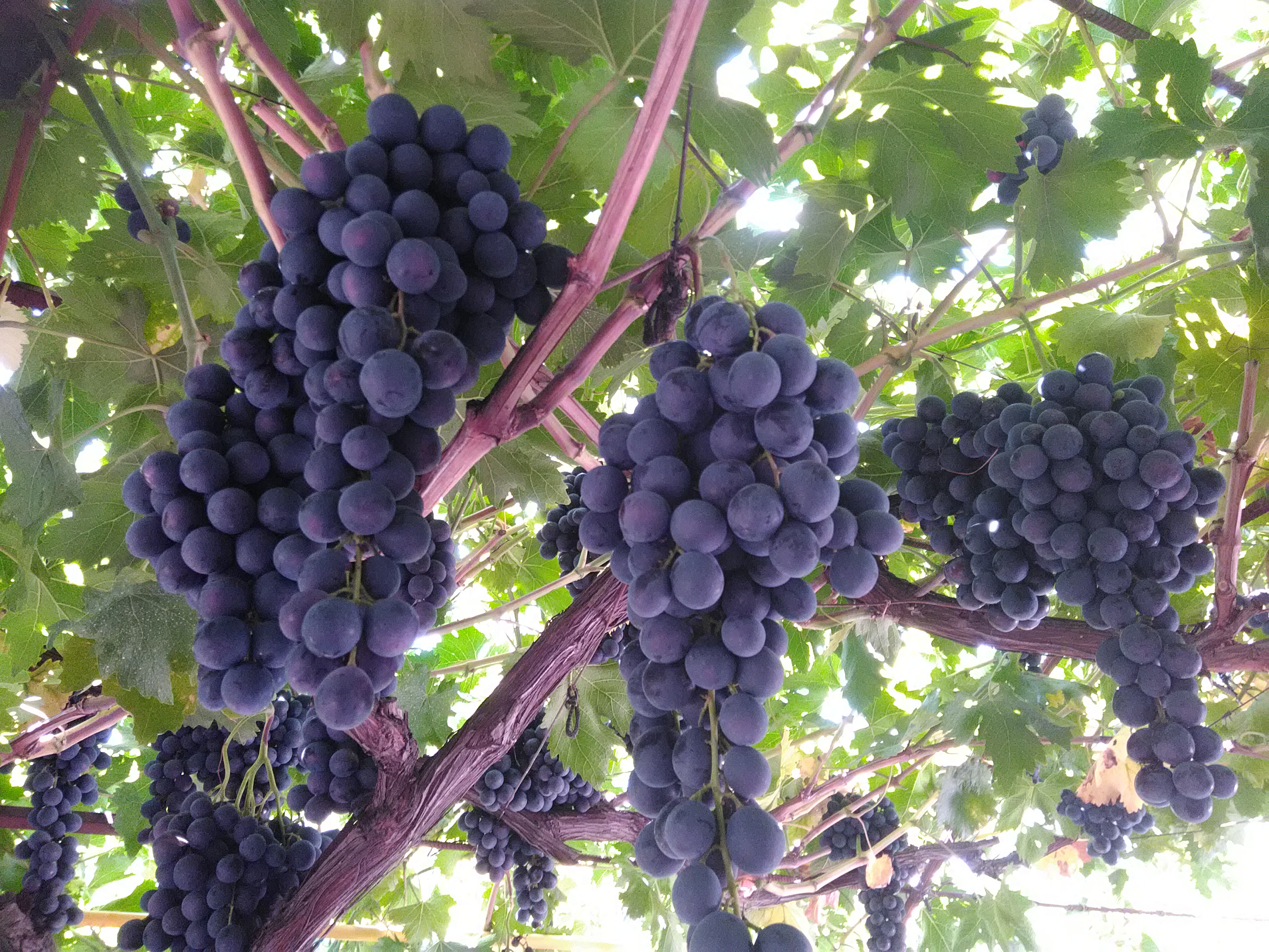 Сорта винограда страшенский фото и описание