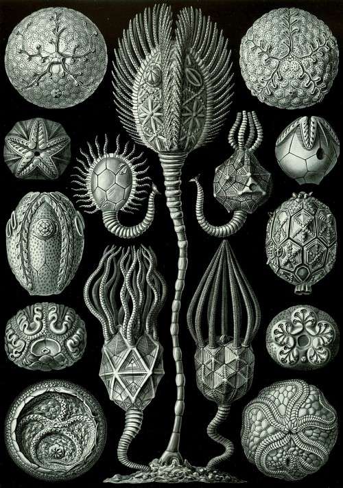 1200px-Haeckel_Cystoidea.jpg