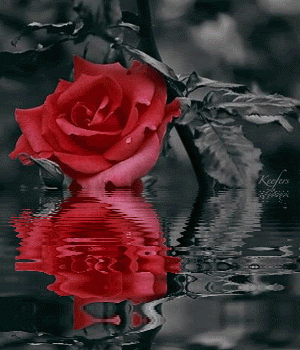 1510601981 3485 krasnaya roza u vody