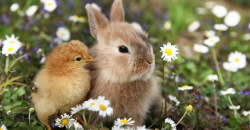 Here are rabbit bunny and chick.
