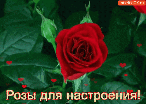 rozy-dlya-nastroeniya-8194507.gif