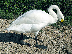 275px-Bewicks.swan.sideon.arp.jpg