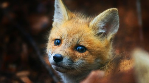 cute-fox-cub-pz-3840x2160.jpg