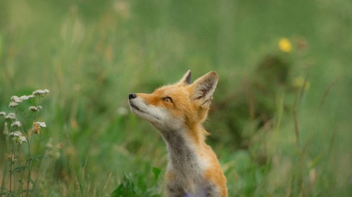 fox wild field 5k l6 5120x2880