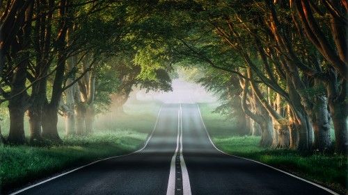 misty forest road 4k 3840x2160
