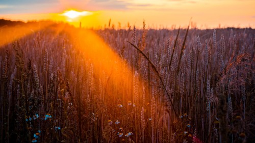 wheat field sun beams photography 5k 5o 5120x2880