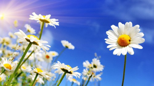 white-diasy-flowers-at-summer-5k-i3-5120x2880.jpg