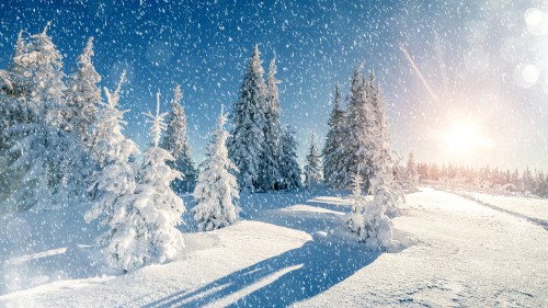 winter-trees-snow-season-5k-65-5120x2880.jpg