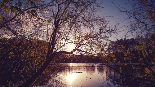 yellow-trees-evening-dawn-lake-nature-5k-9t-5120x2880.jpg