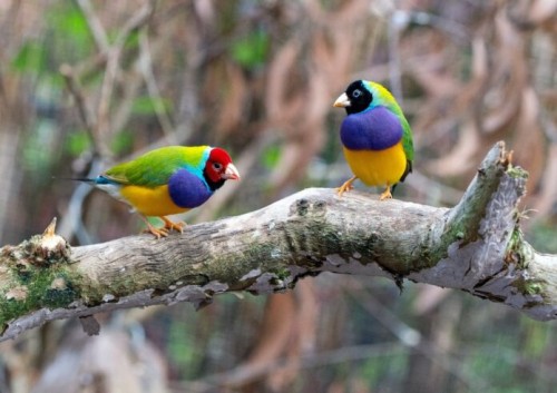 Colorful-birds-sitting-on-a-tree-696x491.jpg
