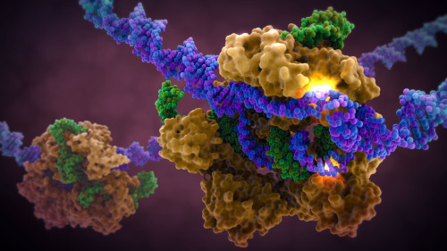 Interleukin-4 is a pleiotropic cytokine produced primarily by activated T lymphocytes, basophils and mast cells.	Beta-Glucocerebrosidase	https://www.creativebiomart.net/therapeutic-proteins/p/246/beta-glucocerebrosidase-gba/